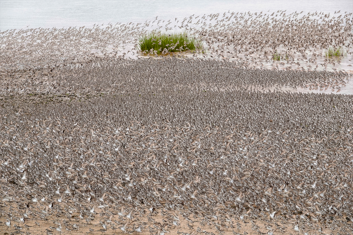 Semipalmated Sandpiper Murmuration at Johnson Mills