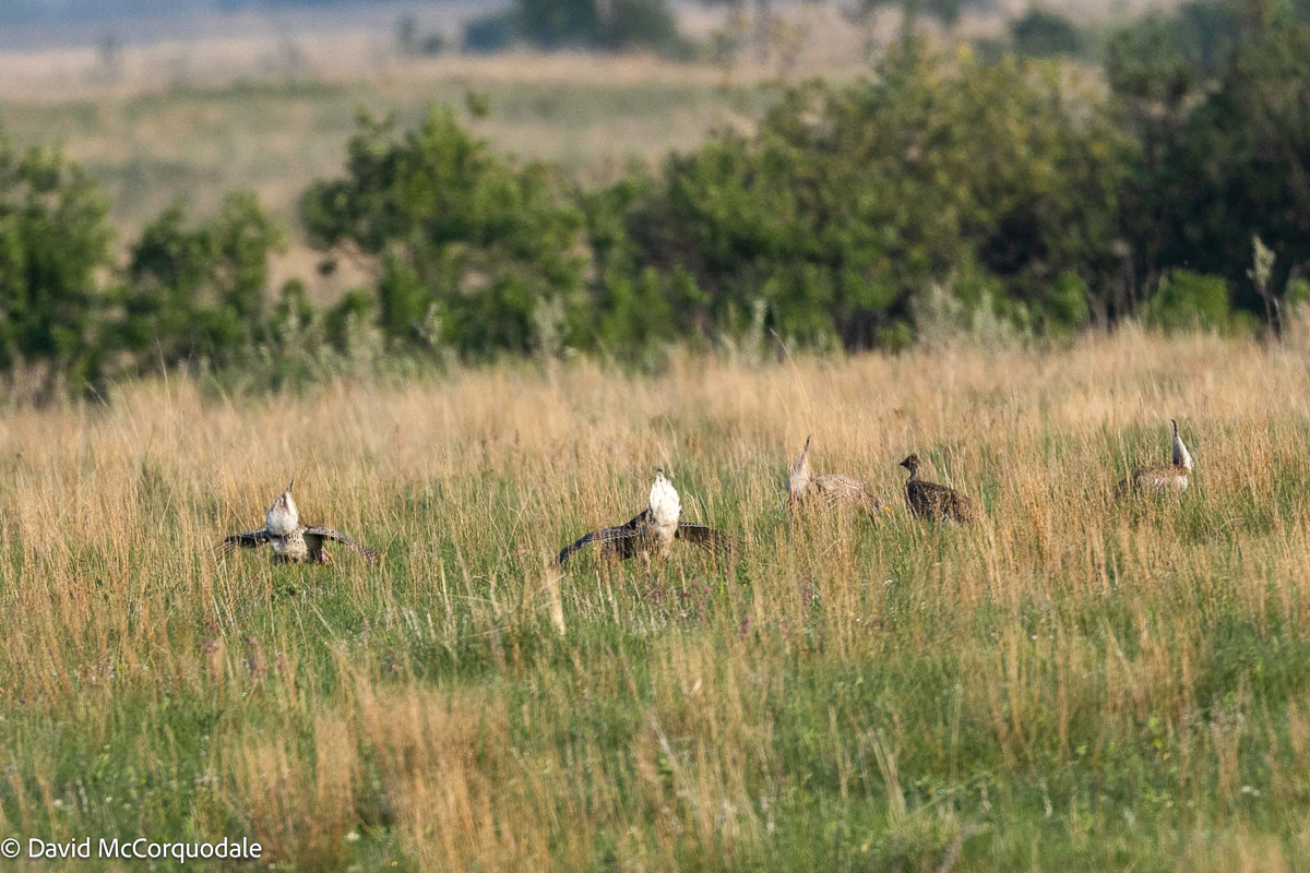 Sharp-tailed Grouse at lek