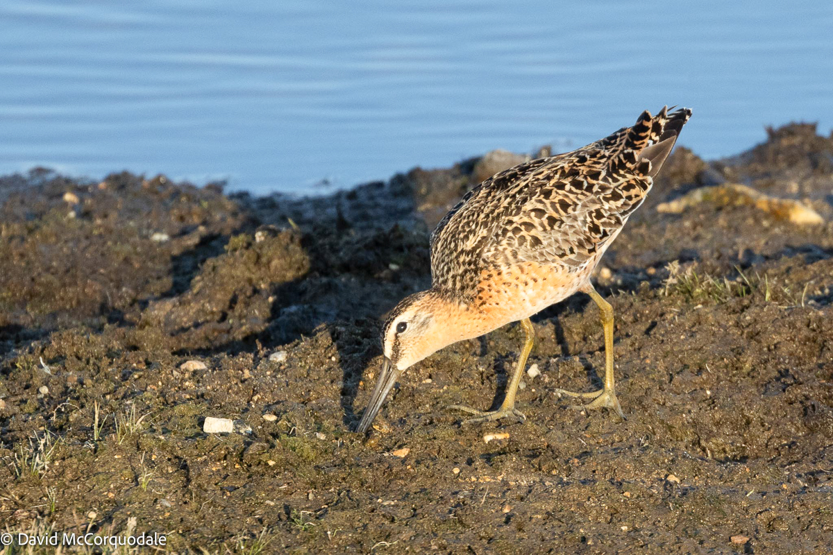 Short-billed Dowitcher