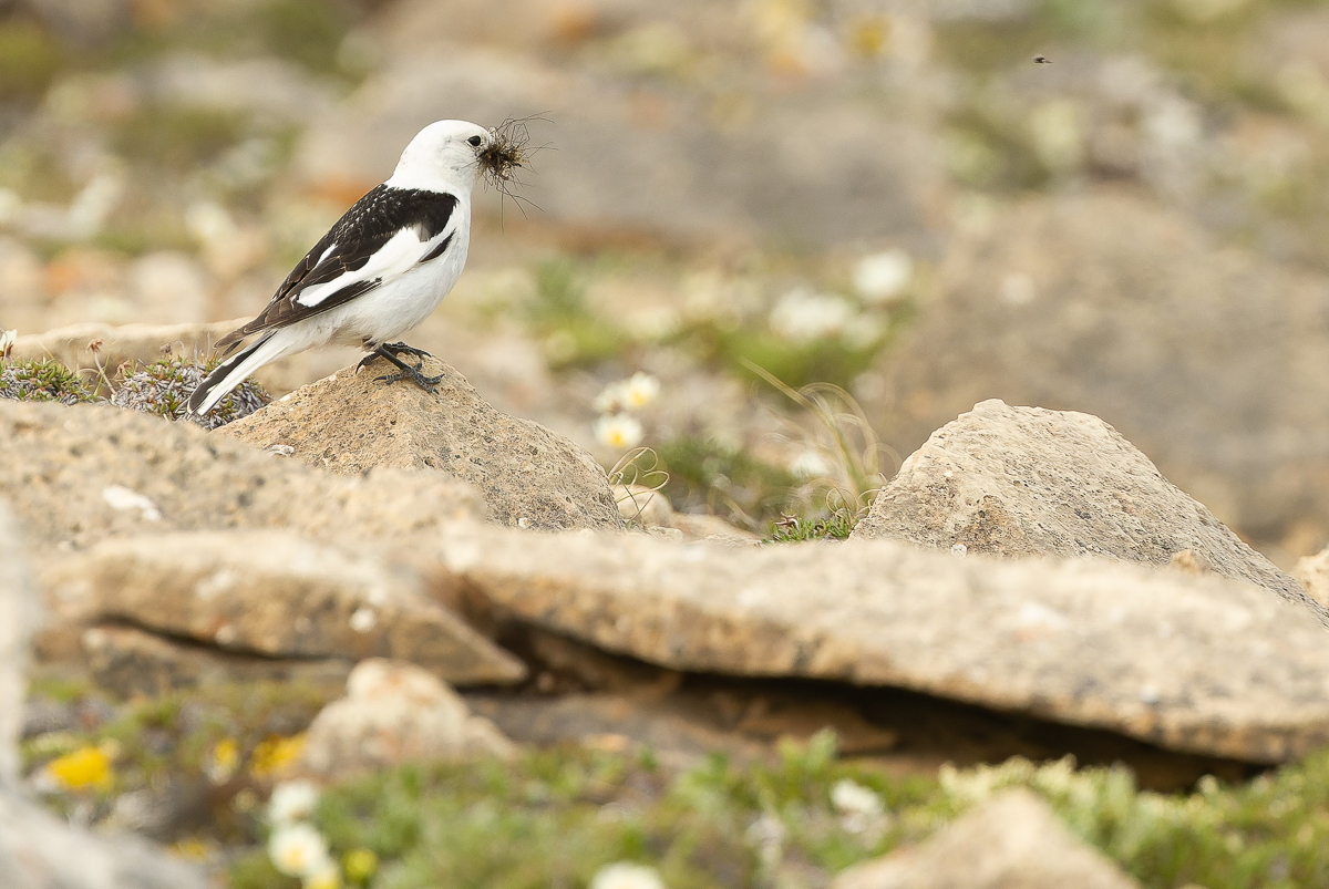 Snow Bunting