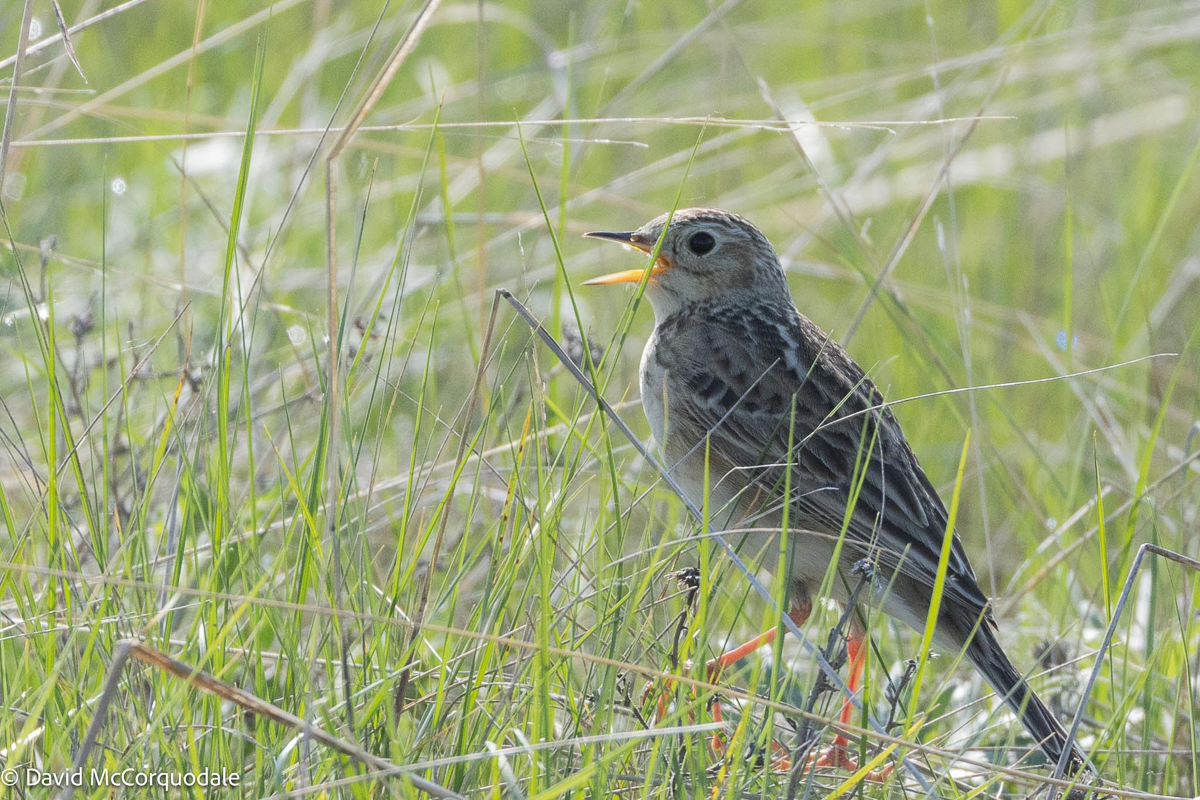 Sprague's Pipit