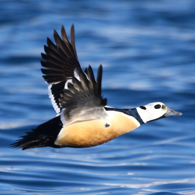 Steller's eider (Polysticta stelleri) in flight over the sea.