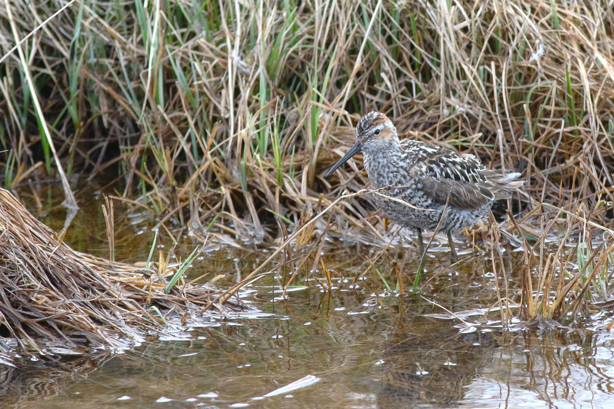 Stilt Sandpiper