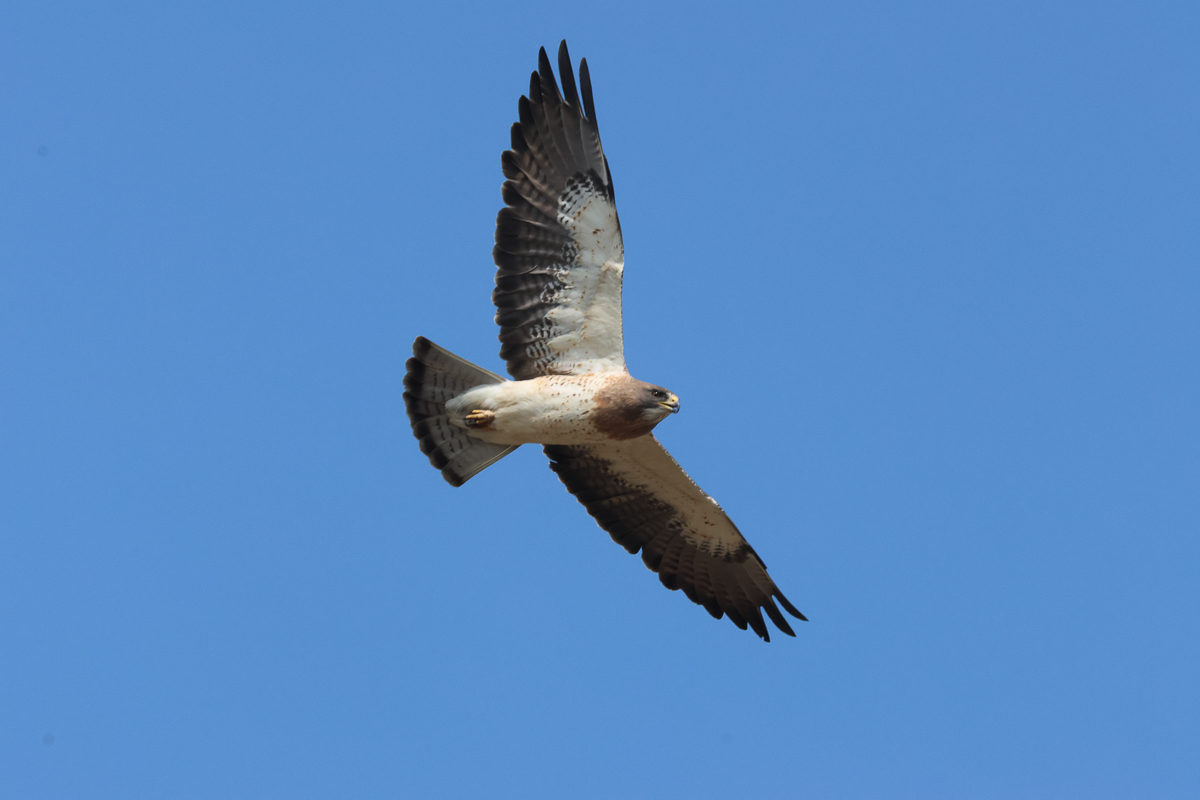 Swainson's Hawk