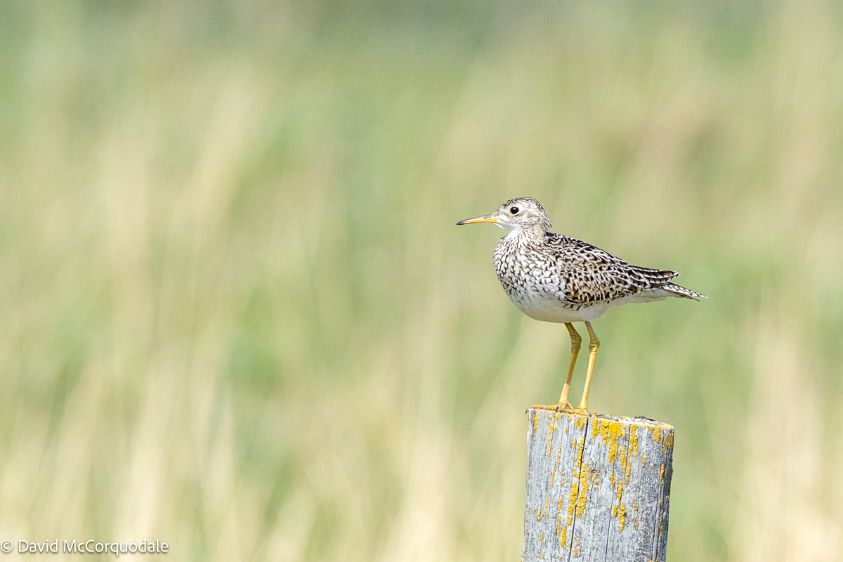 Upland Sandpiper