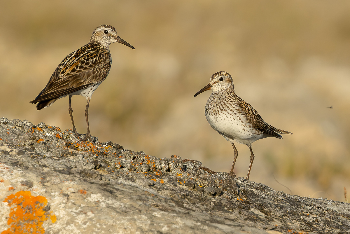 White-rumped Sandpiper