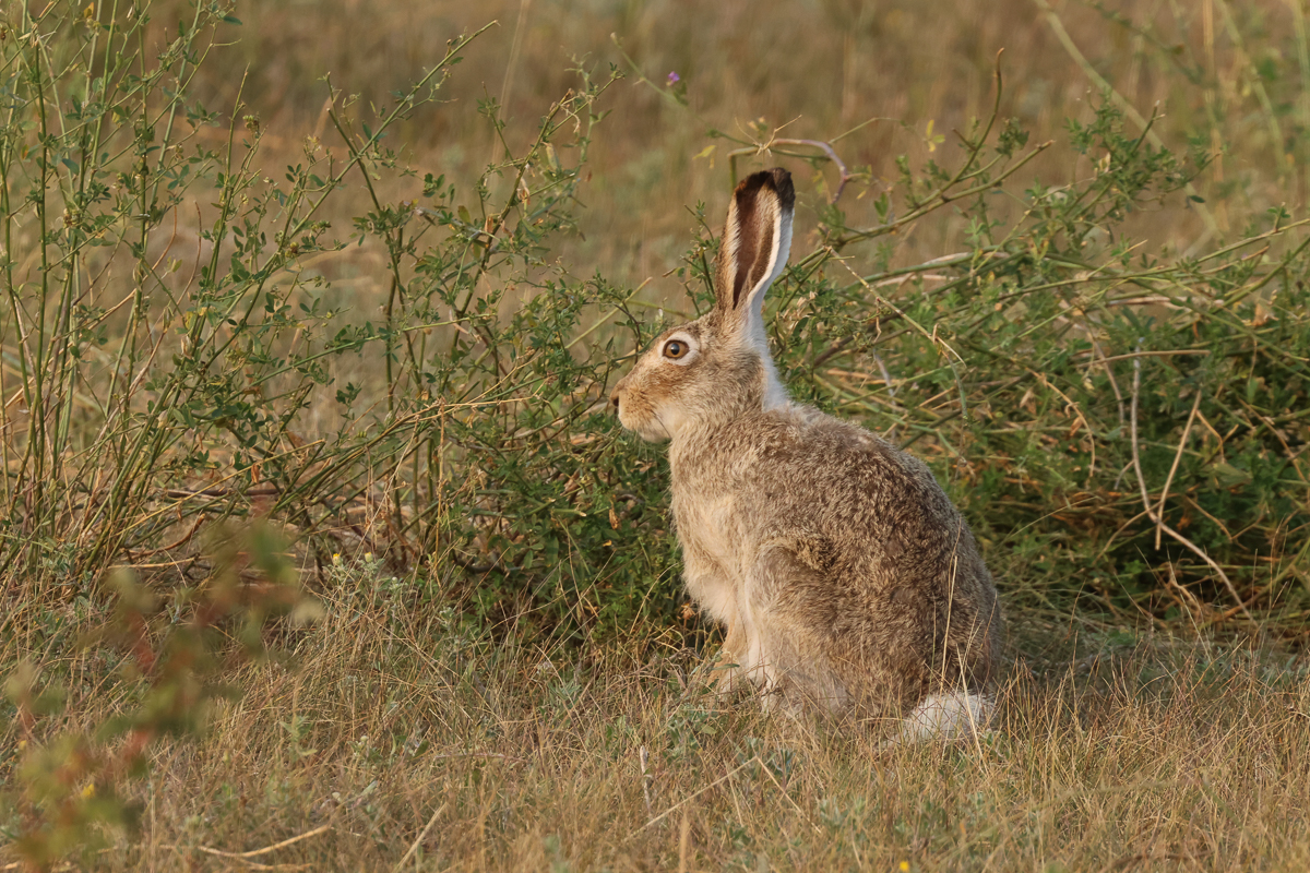 White-tailed Jackrabbit