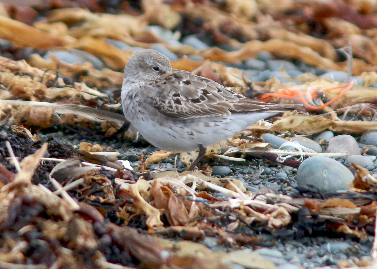 White-rumped Sandpiper