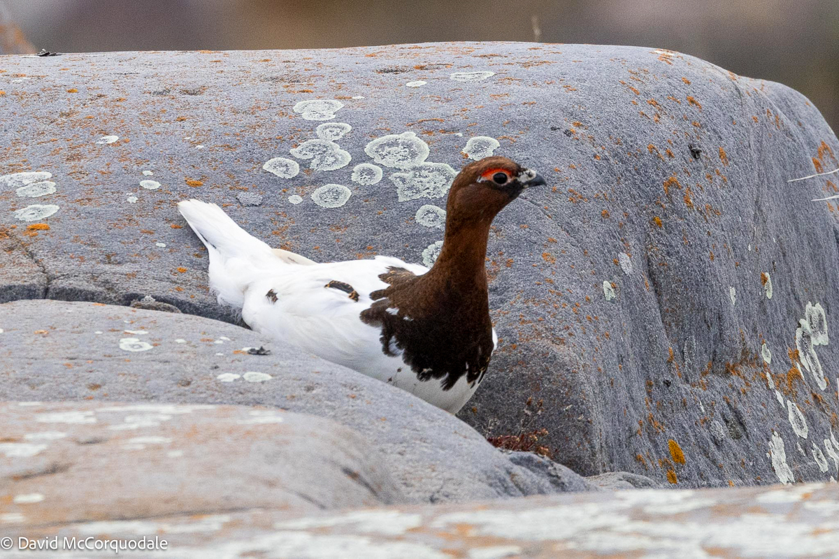 Willow Ptarmigan