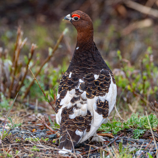 Wild Willow Ptarmigan