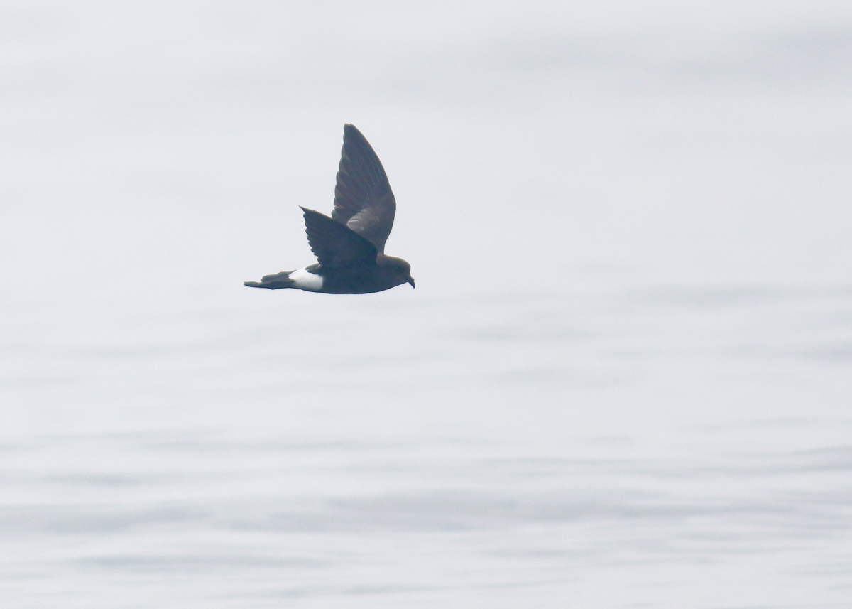 Wilson's Storm Petrel
