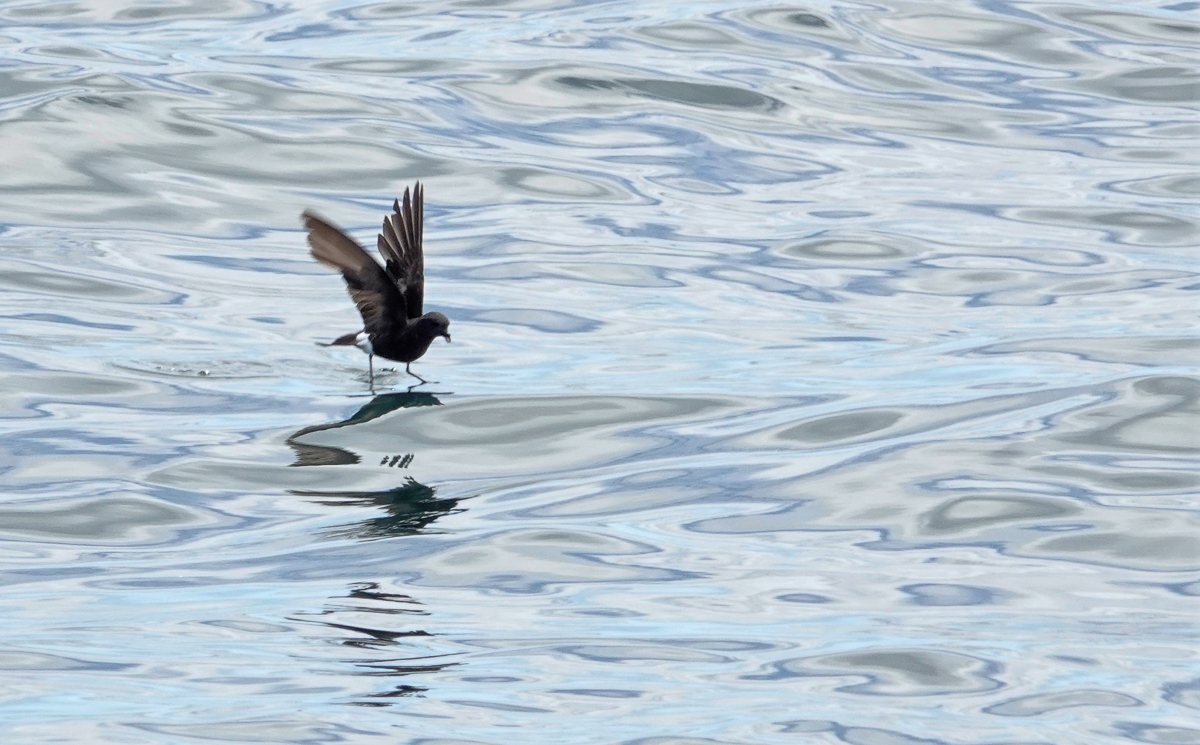 Wilson's Storm Petrel