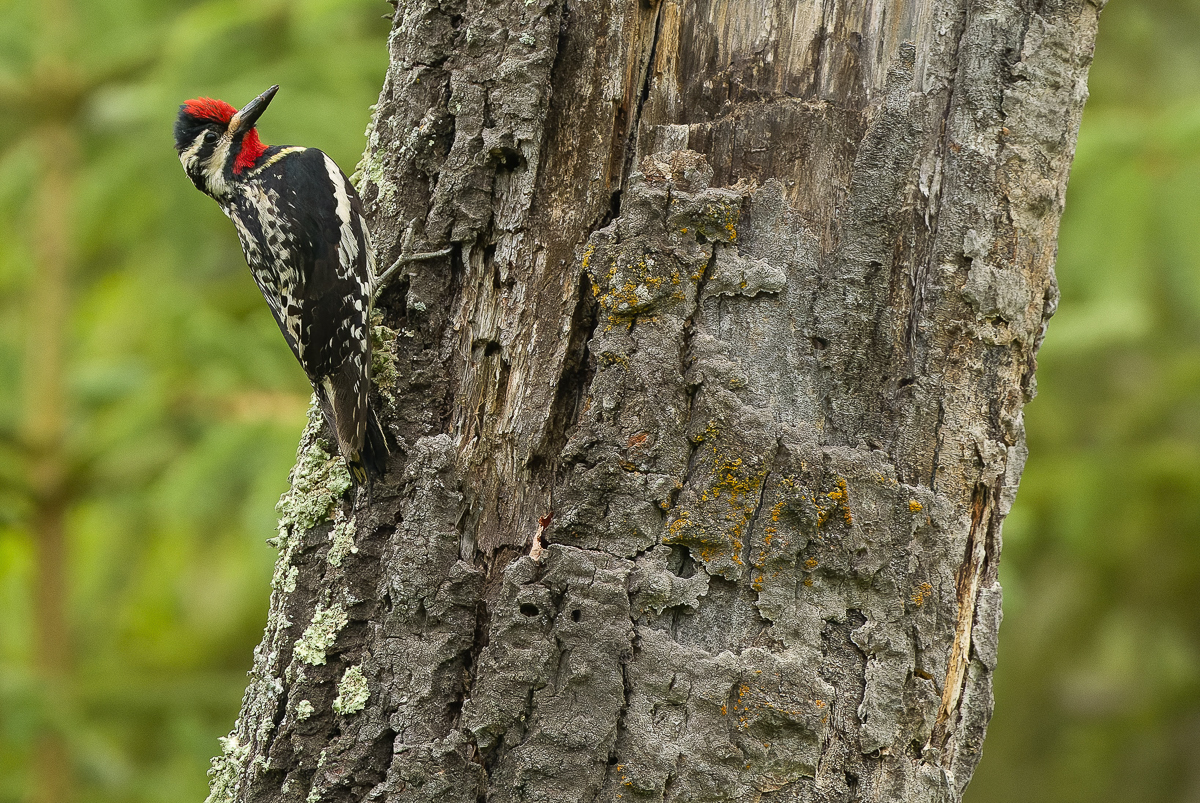 Yellow-bellied Sapsucker