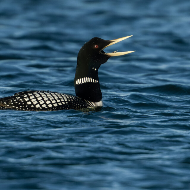 Yellow-billed Loon calling