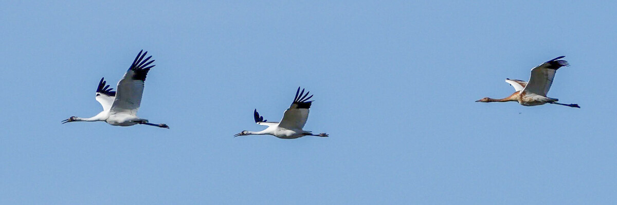 Saskatchewan Whooping Cranes with Canadian Geographic Trip Report 2023