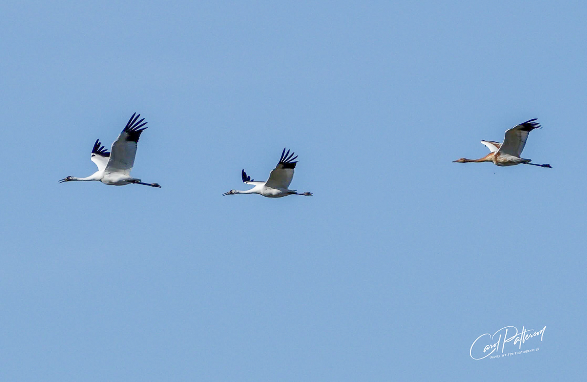 Adult and a Juvenile Whooping Cranes in flight