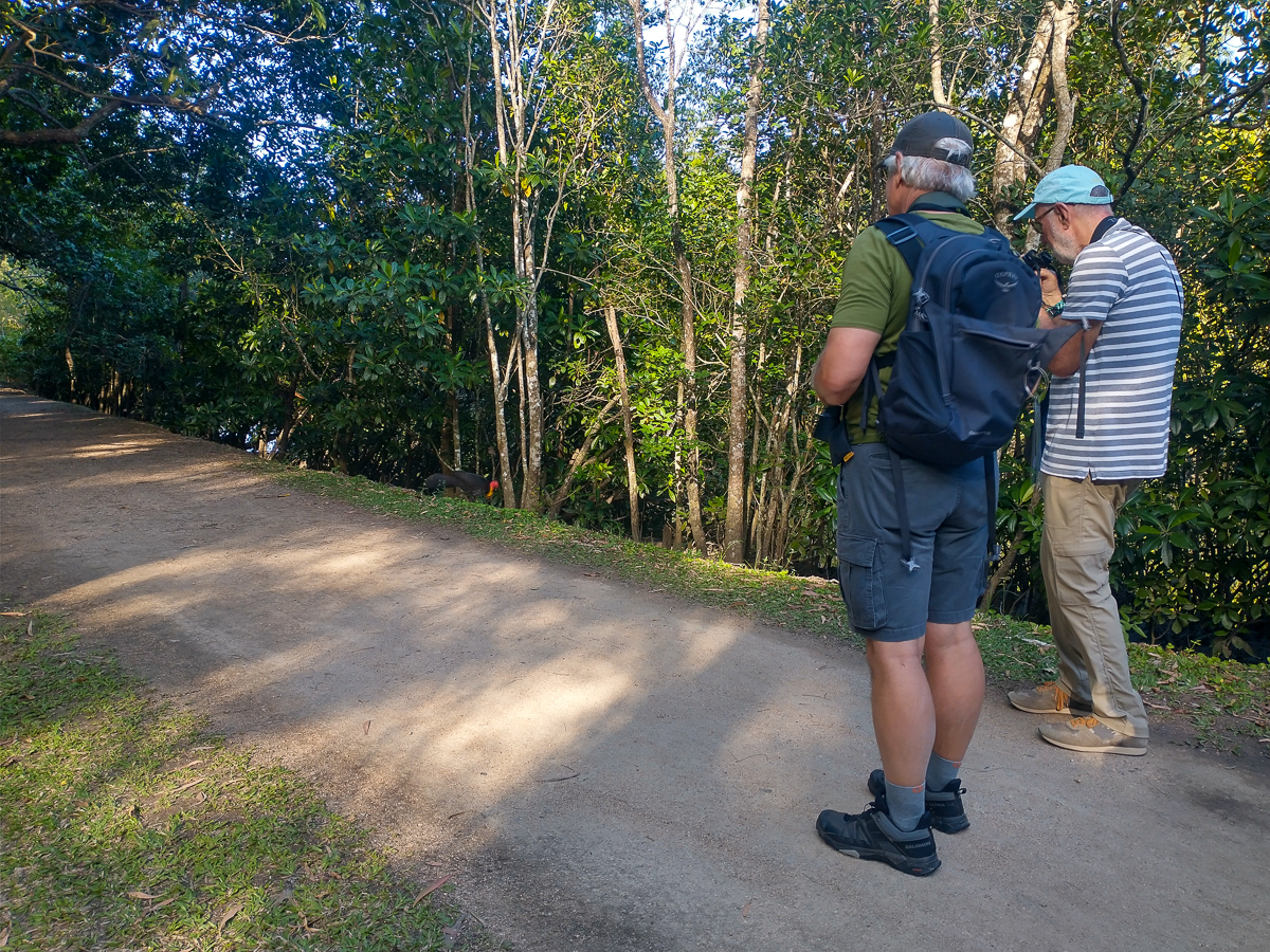 Watching an Australian Brushturkey