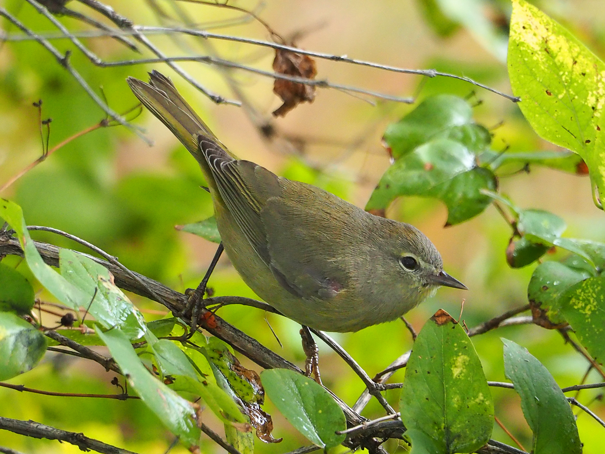 Orange-crowned Warbler