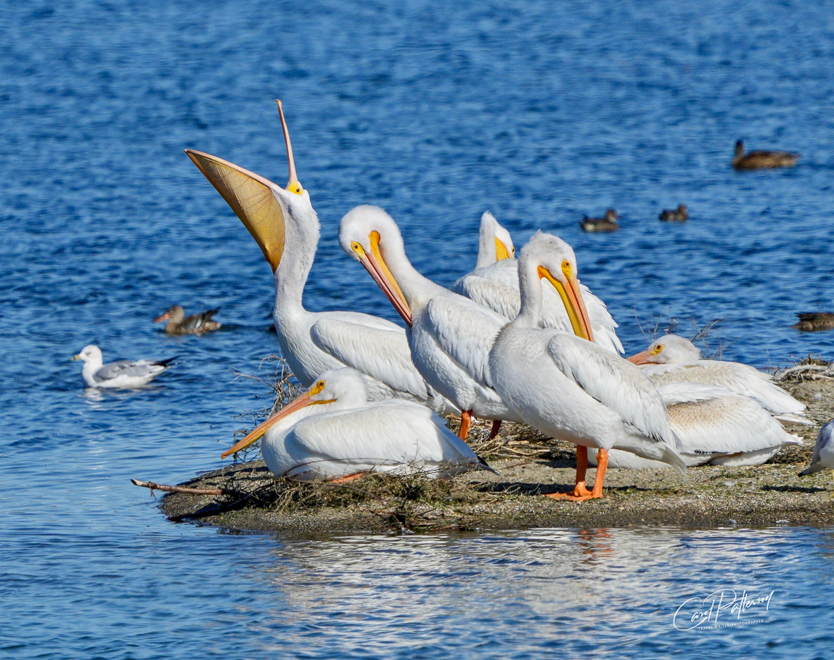 American White Pelicans