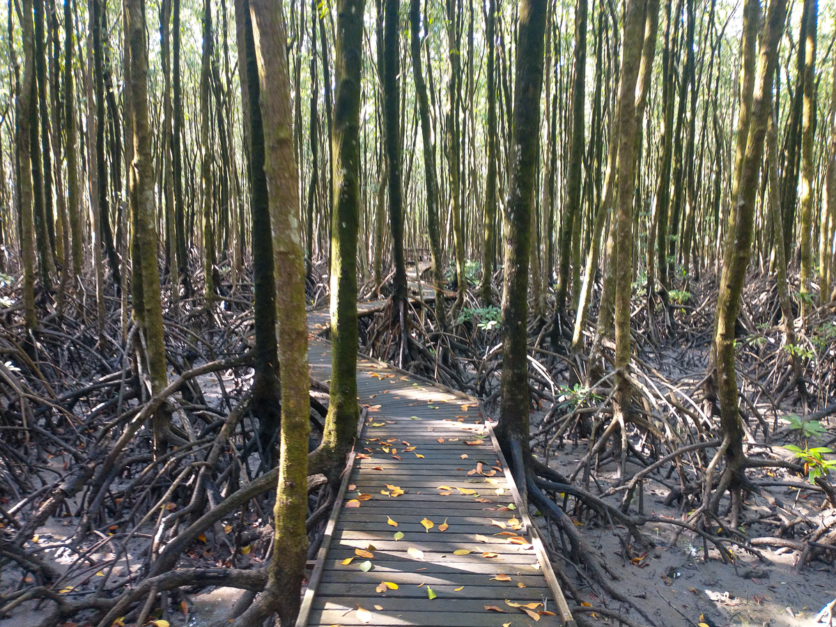 Mangrove Boardwalk, Cairns