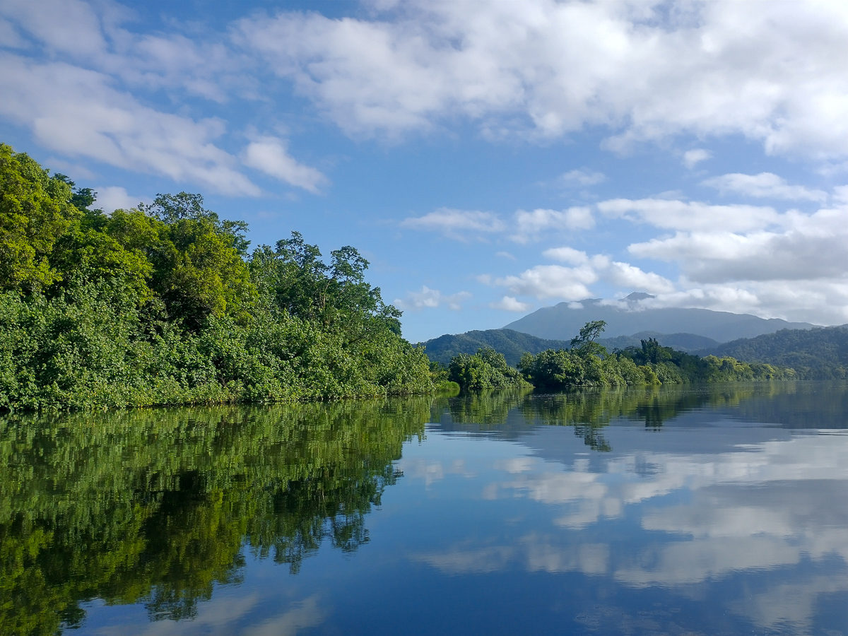 Daintree Landscape