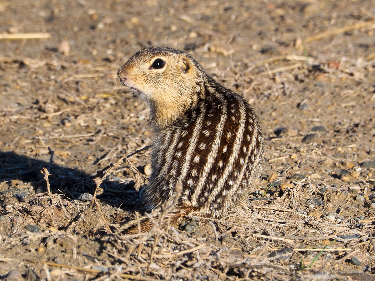 Thirteen-lined Ground Squirrel
