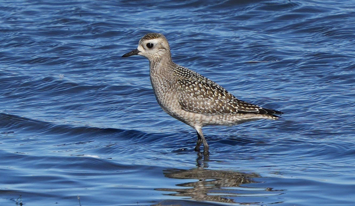 American Golden-Plover