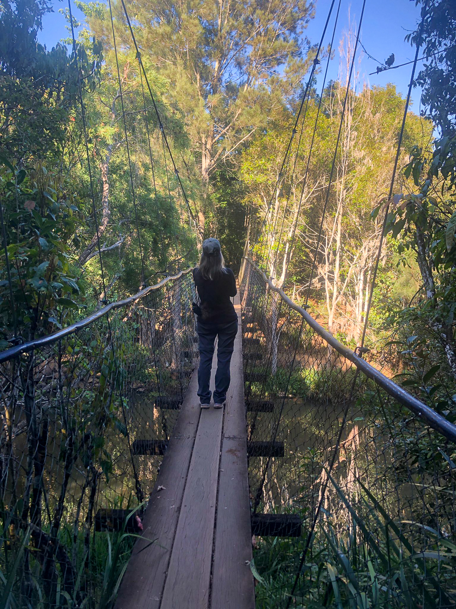 Looking for platypus at Yungburra