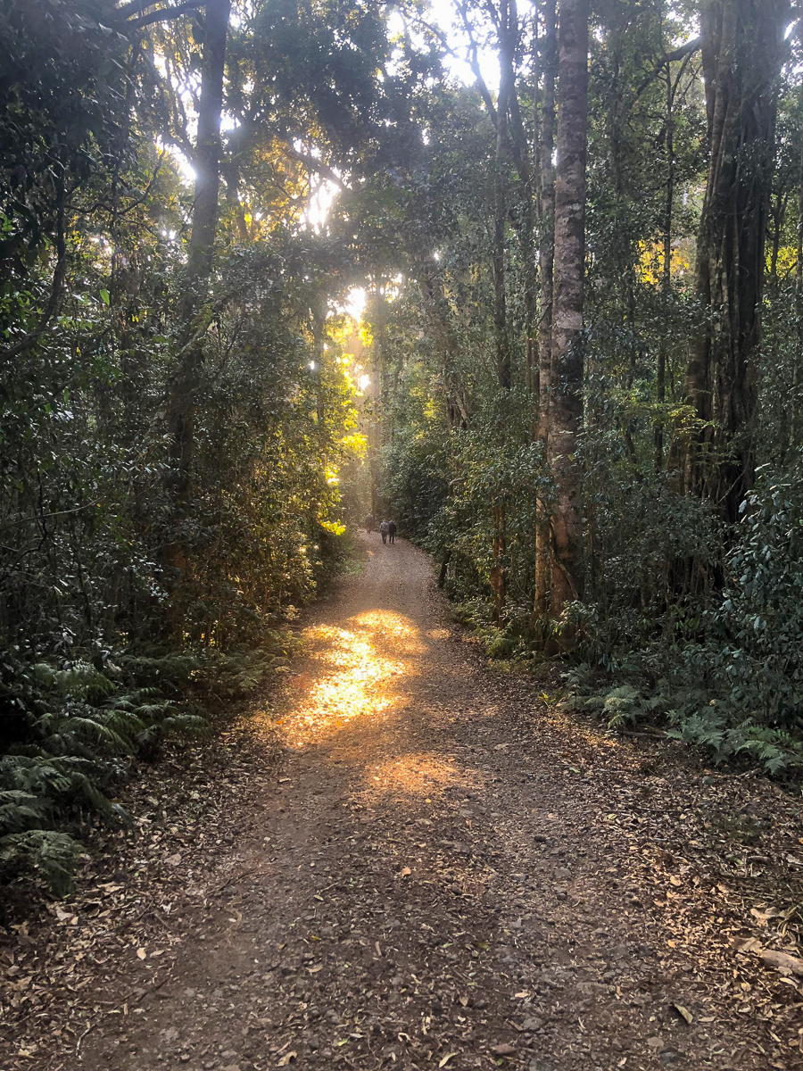 Duck Creek road, Lamington