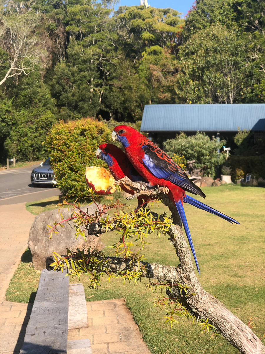 Crimson Rosellas in Lamington