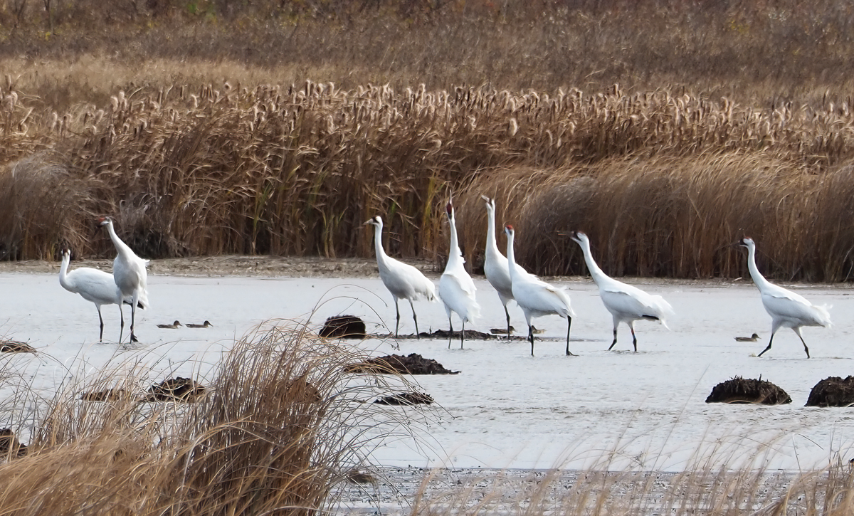 Whooping Cranes in slough