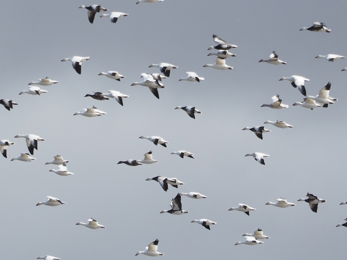 Snow Geese in flight