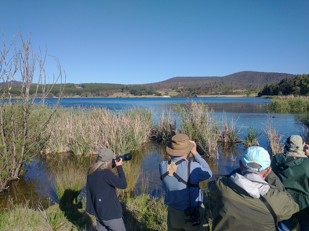 Birding at Lake Wallace