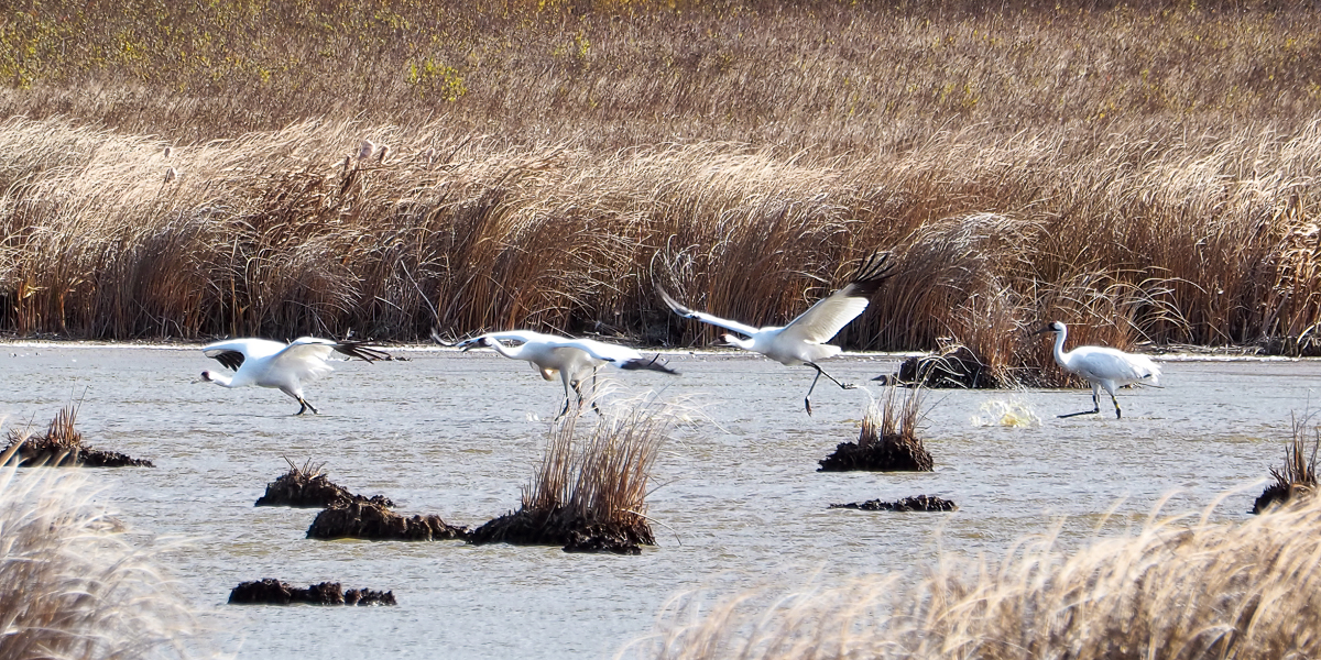 Whooping Cranes fighting the wind 
