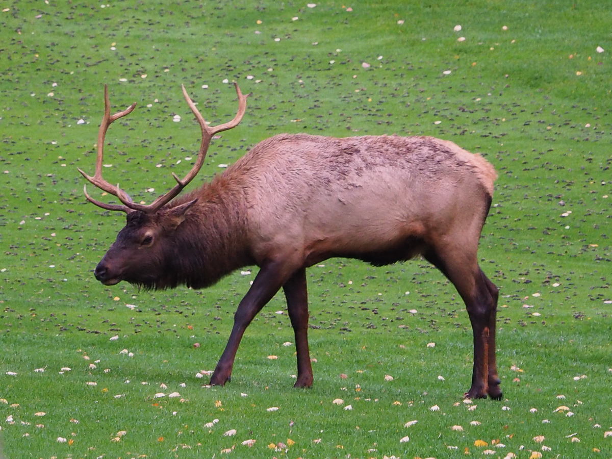 Elk in Waskesiu 