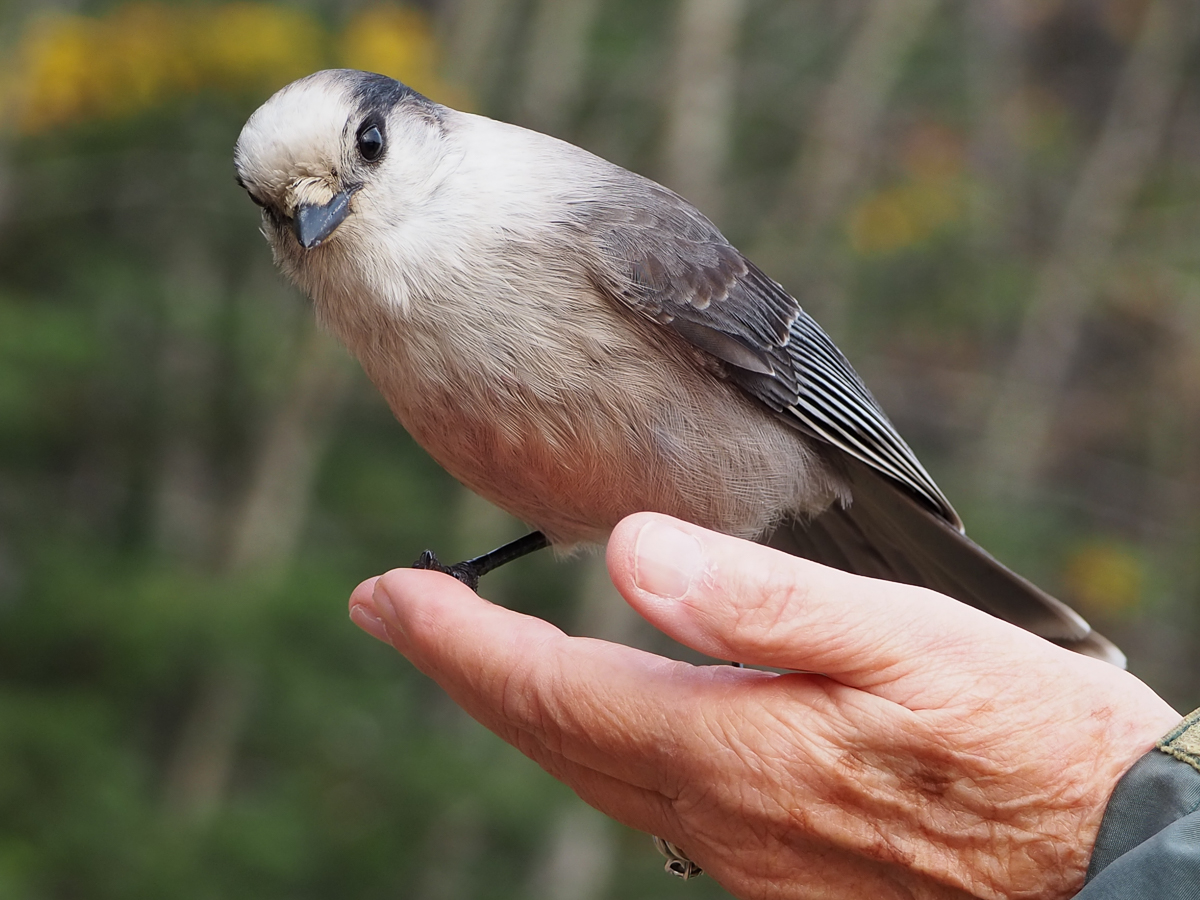 Canada Jay on hand