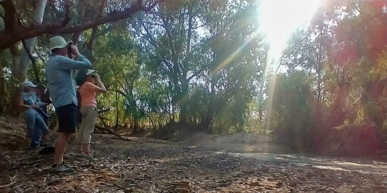 Tropical Australia Trip Report 2023