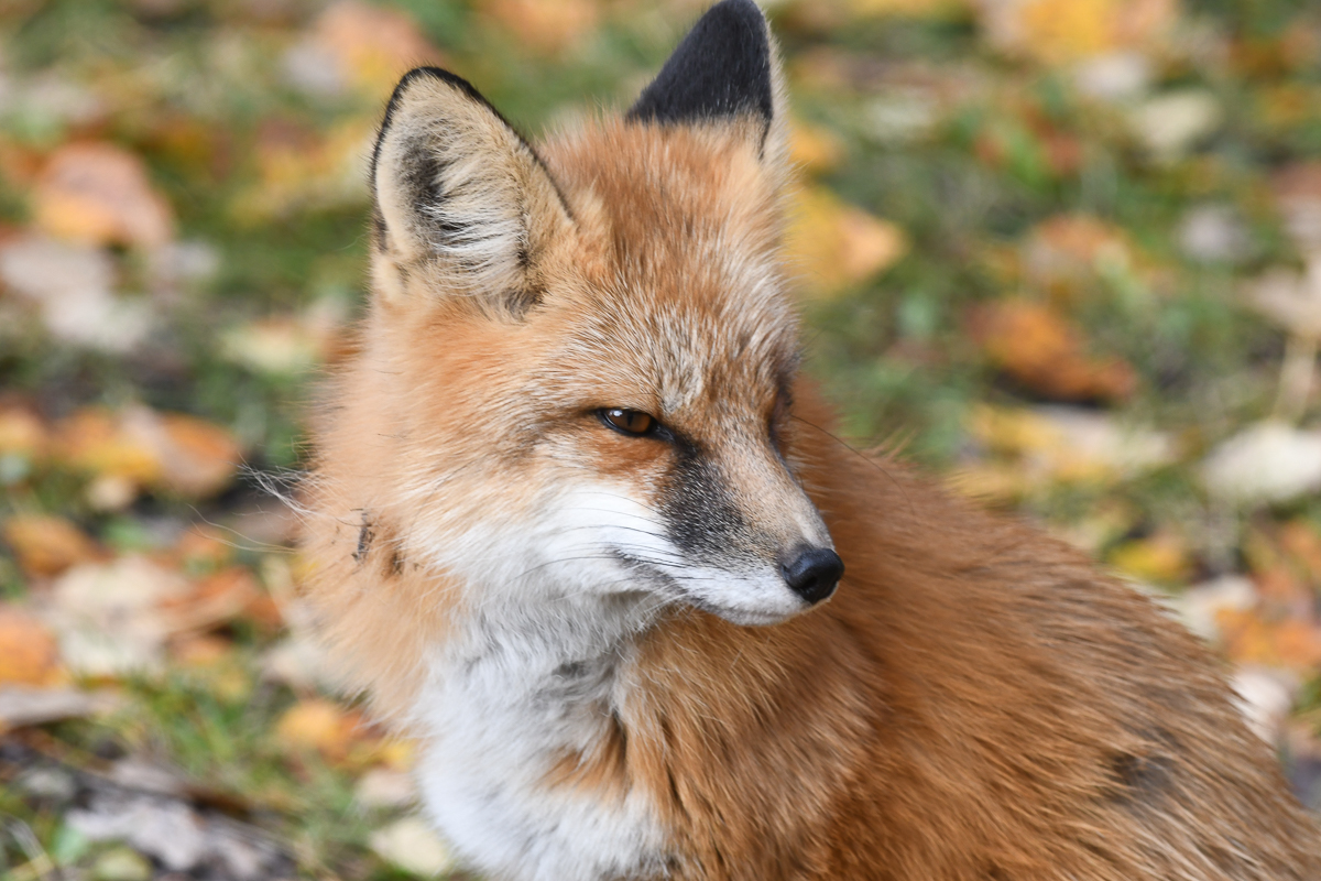 Red Fox
