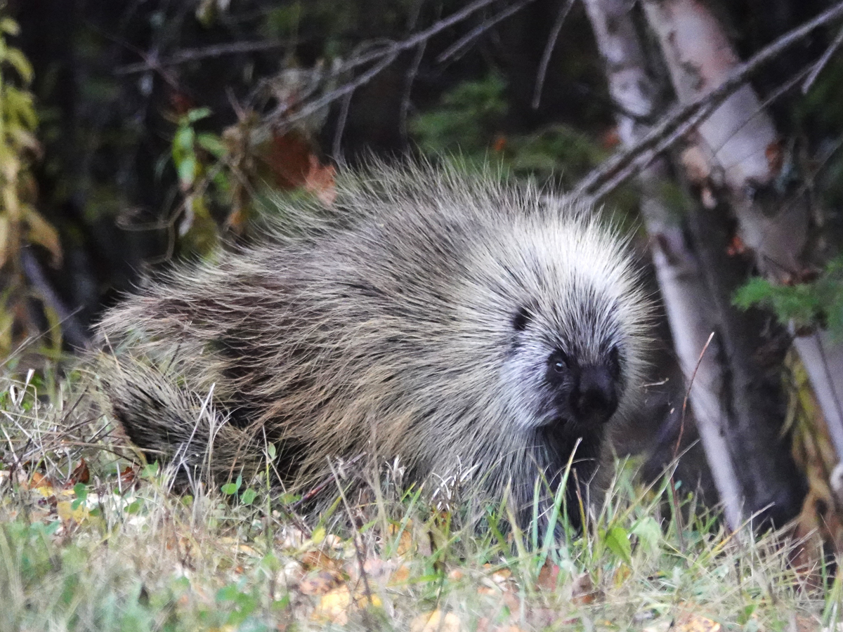 Porcupine