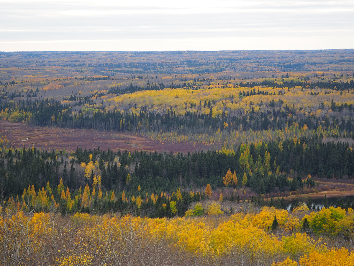 Fall colours of Prince Albert National Park
