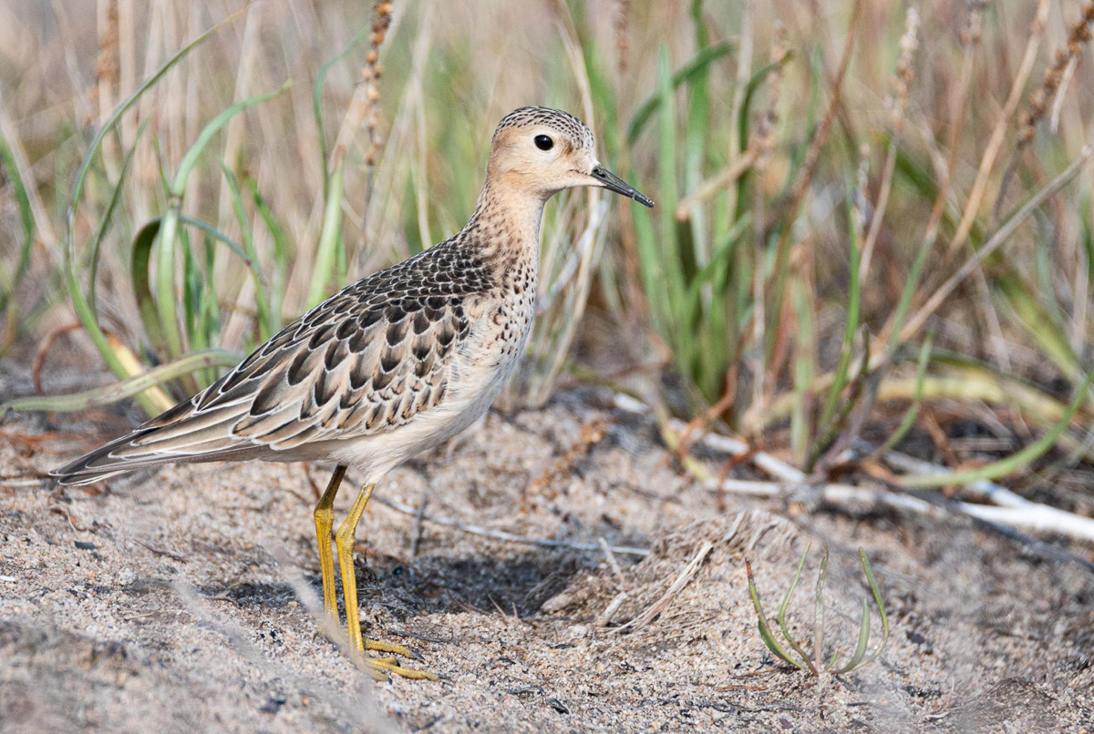 Buff-breasted Sandpiper