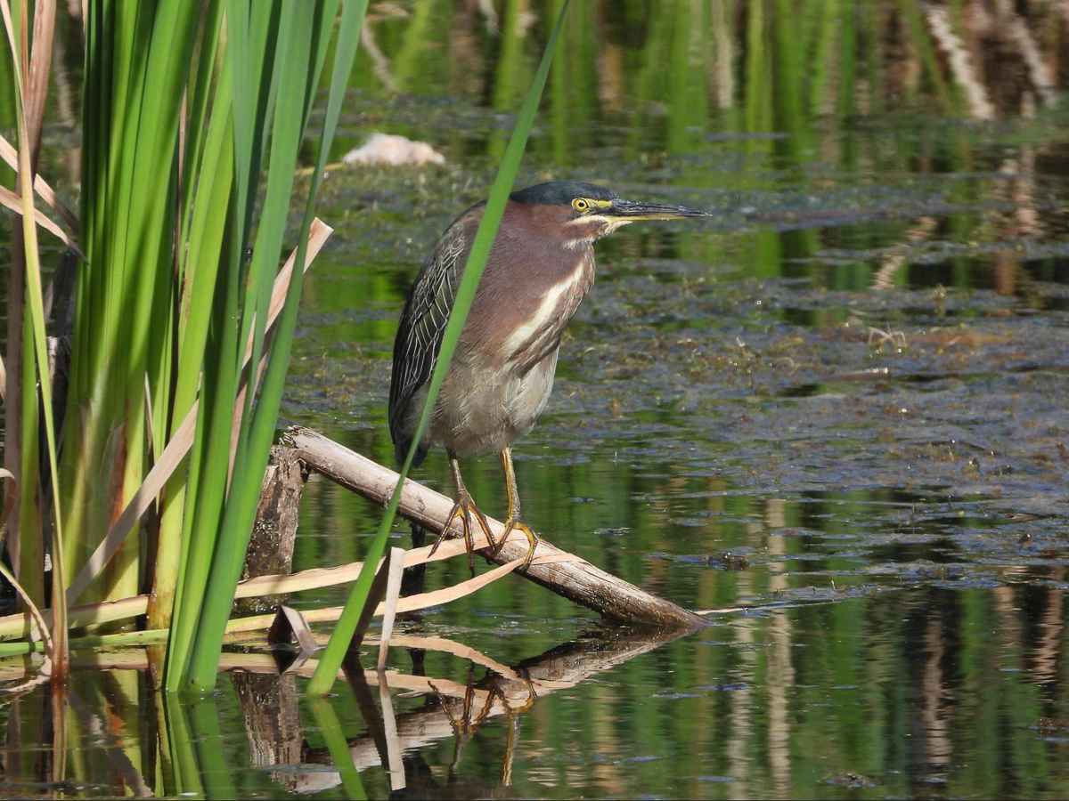 Green Heron
