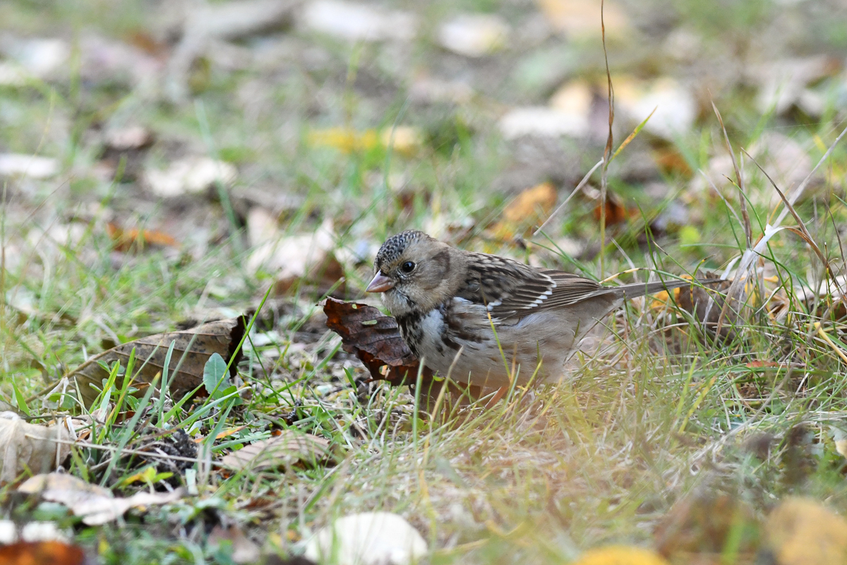 Harris's Sparrow, immature