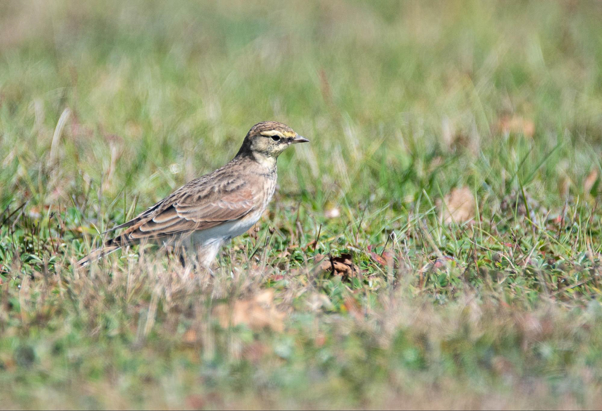 Horned Lark