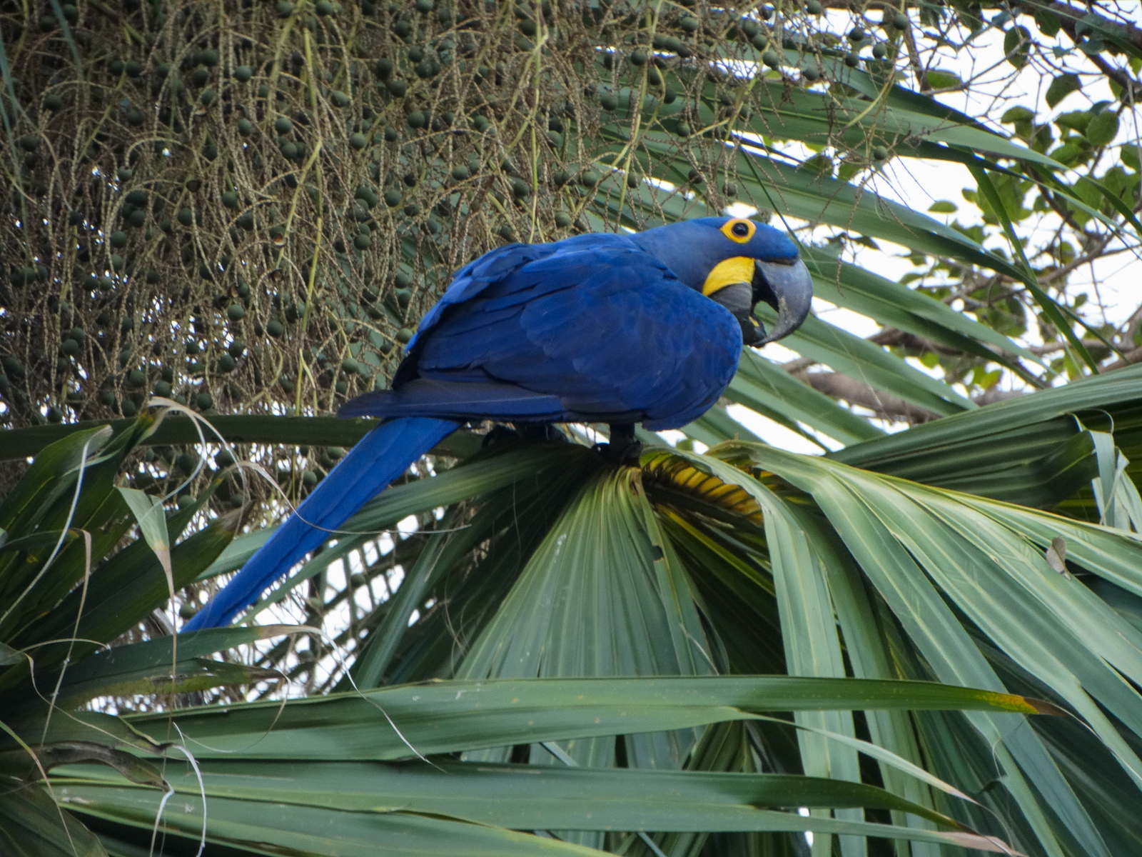 Hyacinth Macaw