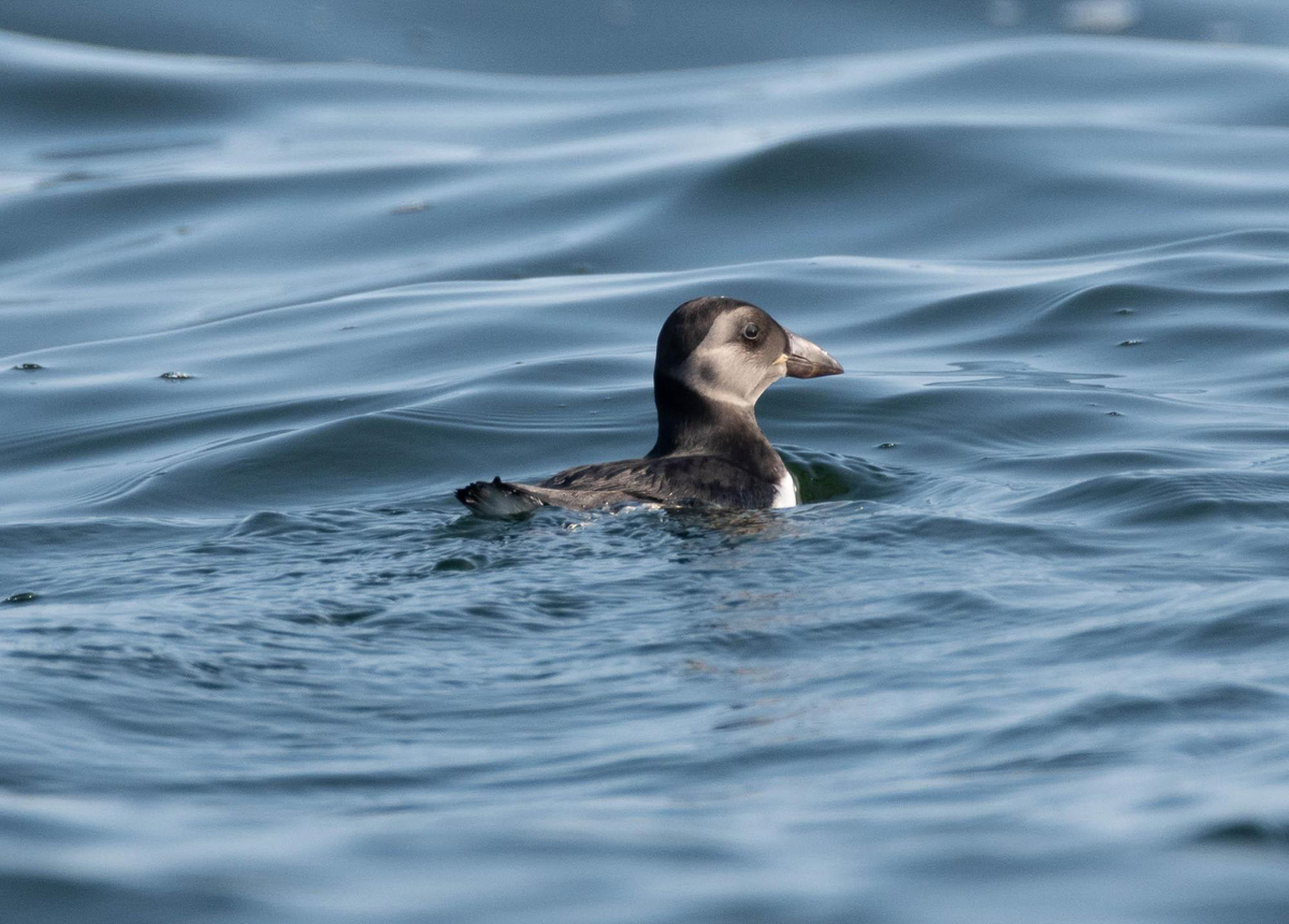 Juvenile Atlantic Puffin