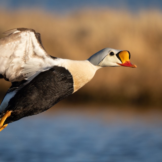 King Eider