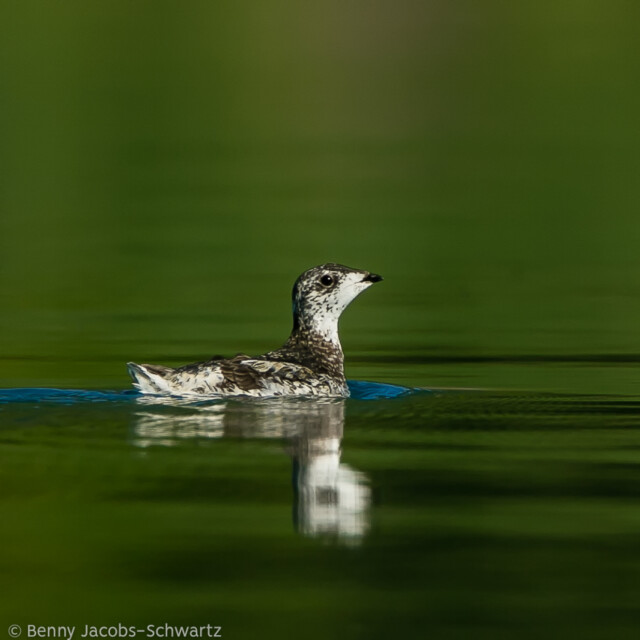 Kittzlitz'sMurrelet