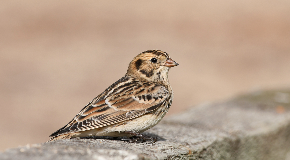 Lapland Longspur