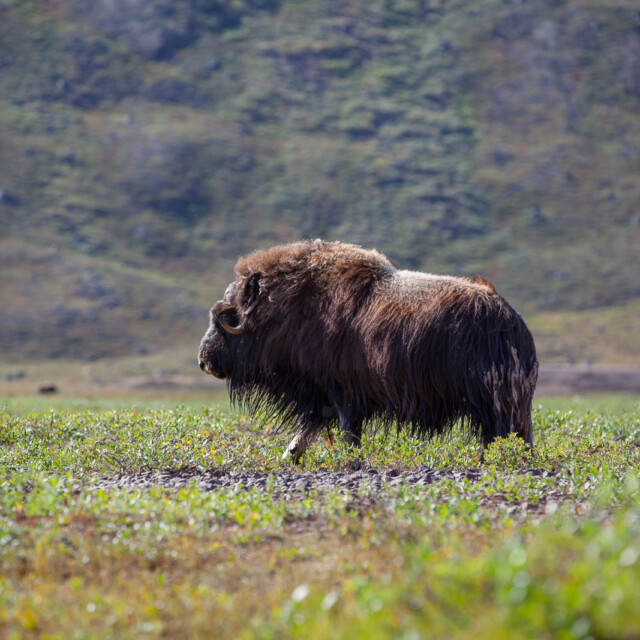 Musk ox in arctic valley, Greenland